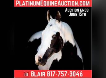 American Quarter Horse, Merrie, 16 Jaar, 150 cm, Tobiano-alle-kleuren