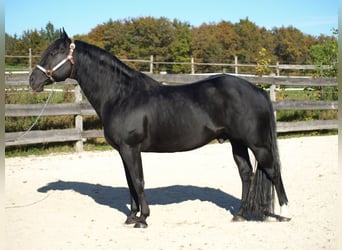 American Quarter Horse, Merrie, 16 Jaar, 150 cm, Zwartbruin