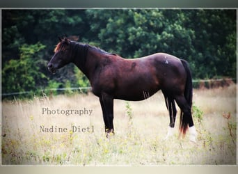 American Quarter Horse, Merrie, 16 Jaar, 150 cm, Zwartbruin