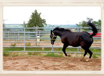 American Quarter Horse, Merrie, 16 Jaar, 150 cm, Zwartbruin