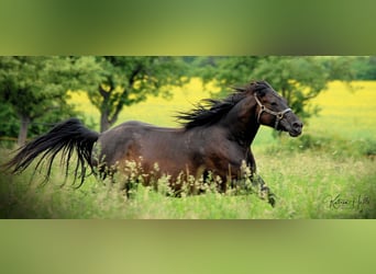 American Quarter Horse, Merrie, 16 Jaar, 150 cm, Zwartbruin