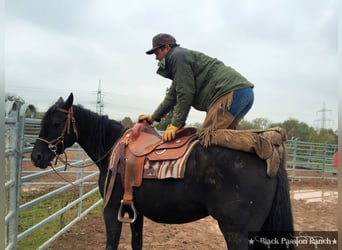 American Quarter Horse, Merrie, 16 Jaar, 150 cm, Zwartbruin