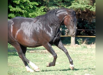 American Quarter Horse, Merrie, 16 Jaar, 150 cm, Zwartbruin