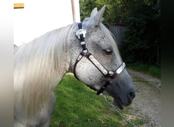 American Quarter Horse, Merrie, 16 Jaar, 150 cm, Zwartbruin