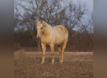 American Quarter Horse, Merrie, 16 Jaar, 152 cm, Palomino