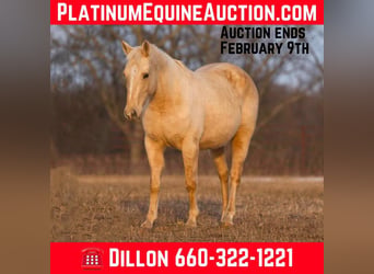 American Quarter Horse, Merrie, 16 Jaar, 152 cm, Palomino