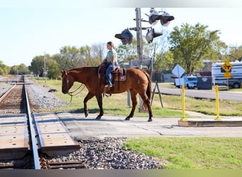 American Quarter Horse, Merrie, 16 Jaar, 152 cm, Red Dun