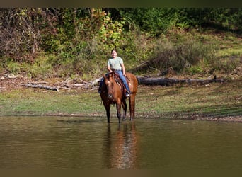 American Quarter Horse, Merrie, 16 Jaar, 152 cm, Red Dun