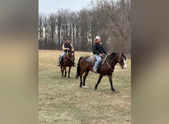 American Quarter Horse, Merrie, 16 Jaar, 152 cm, Roodbruin