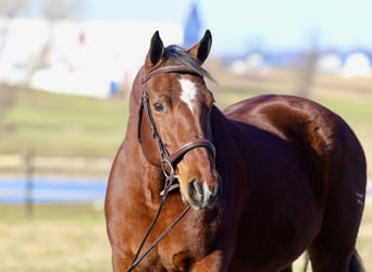 American Quarter Horse, Merrie, 16 Jaar, 152 cm, Roodbruin