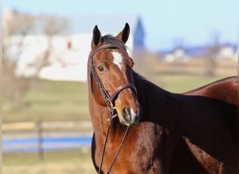 American Quarter Horse, Merrie, 16 Jaar, 152 cm, Roodbruin