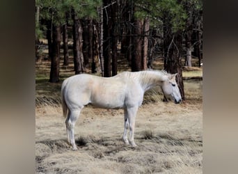 American Quarter Horse, Merrie, 16 Jaar, 152 cm, Schimmel
