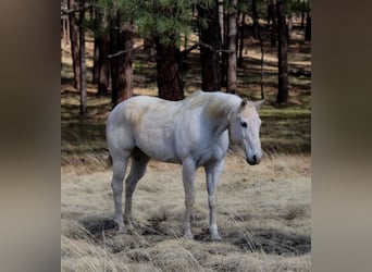 American Quarter Horse, Merrie, 16 Jaar, 152 cm, Schimmel