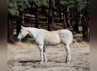 American Quarter Horse, Merrie, 16 Jaar, 152 cm, Schimmel