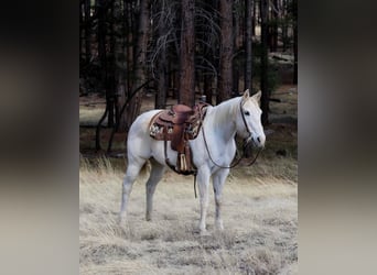 American Quarter Horse, Merrie, 16 Jaar, 152 cm, Schimmel