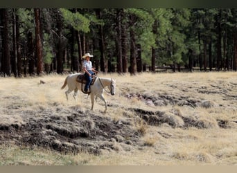 American Quarter Horse, Merrie, 16 Jaar, 152 cm, Schimmel