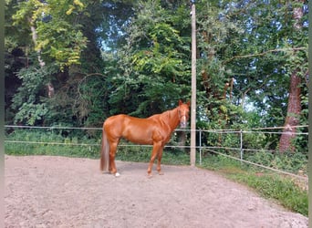 American Quarter Horse, Merrie, 16 Jaar, 152 cm, Vos