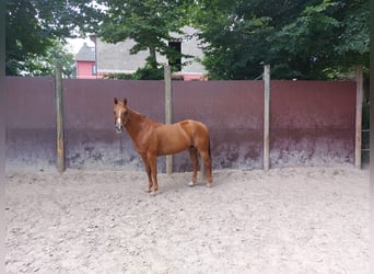 American Quarter Horse, Merrie, 16 Jaar, 152 cm, Vos