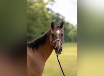 American Quarter Horse, Merrie, 16 Jaar, 157 cm, Falbe