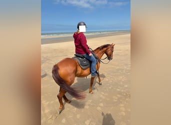 American Quarter Horse, Merrie, 16 Jaar, 160 cm, Vos