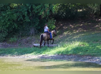 American Quarter Horse, Merrie, 16 Jaar, Buckskin