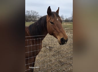 American Quarter Horse, Merrie, 16 Jaar, Roodbruin