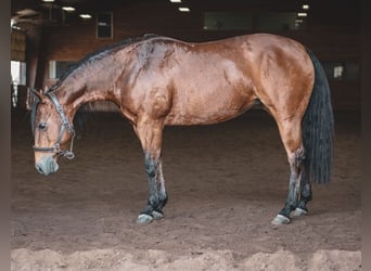 American Quarter Horse, Merrie, 17 Jaar, 138 cm