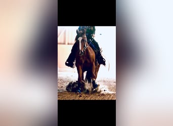 American Quarter Horse, Merrie, 17 Jaar, 140 cm, Vos