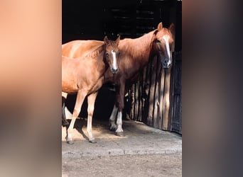 American Quarter Horse, Merrie, 17 Jaar, 140 cm, Vos