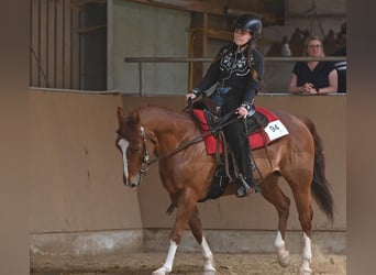 American Quarter Horse, Merrie, 17 Jaar, 140 cm, Vos