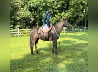 American Quarter Horse, Merrie, 17 Jaar, 142 cm, Bruin