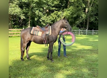 American Quarter Horse, Merrie, 17 Jaar, 142 cm, Bruin