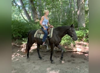 American Quarter Horse, Merrie, 17 Jaar, 142 cm, Bruin