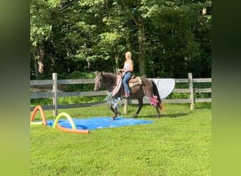 American Quarter Horse, Merrie, 17 Jaar, 142 cm, Bruin