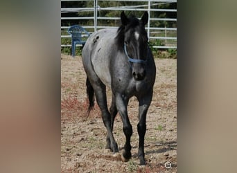 American Quarter Horse, Merrie, 17 Jaar, 145 cm, Blauwschimmel