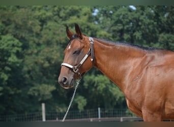 American Quarter Horse, Merrie, 17 Jaar, 145 cm, Bruin