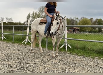 American Quarter Horse, Merrie, 17 Jaar, 148 cm, Appelschimmel