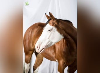 American Quarter Horse, Merrie, 17 Jaar, 148 cm, Bruin