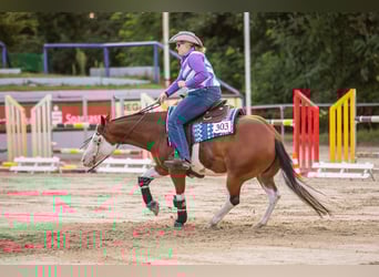 American Quarter Horse, Merrie, 17 Jaar, 148 cm, Bruin