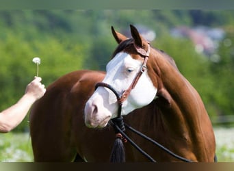 American Quarter Horse, Merrie, 17 Jaar, 148 cm, Bruin