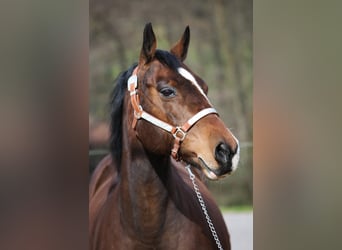 American Quarter Horse, Merrie, 17 Jaar, 148 cm, Donkerbruin