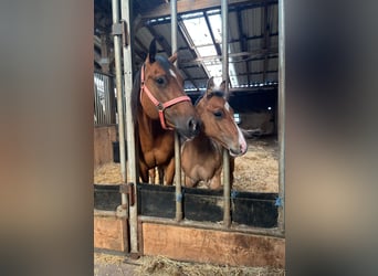 American Quarter Horse, Merrie, 17 Jaar, 150 cm, Bruin