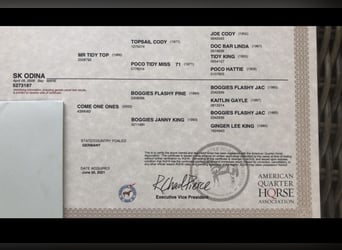American Quarter Horse, Merrie, 17 Jaar, 150 cm, Bruin