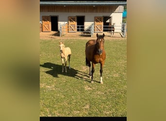 American Quarter Horse, Merrie, 17 Jaar, 150 cm, Bruin