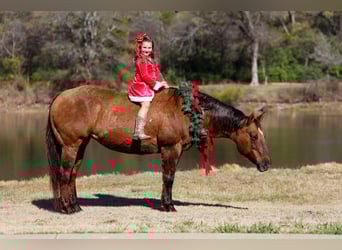 American Quarter Horse, Merrie, 17 Jaar, 152 cm, Red Dun