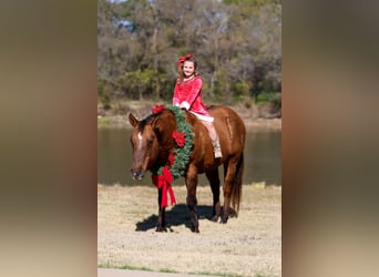 American Quarter Horse, Merrie, 17 Jaar, 152 cm, Red Dun