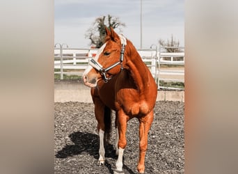 American Quarter Horse, Merrie, 17 Jaar, 152 cm, Vos