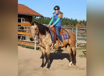 American Quarter Horse, Merrie, 17 Jaar, 154 cm, Buckskin