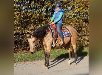 American Quarter Horse, Merrie, 17 Jaar, 154 cm, Buckskin