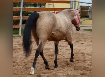 American Quarter Horse, Stute, 17 Jahre, 154 cm, Buckskin